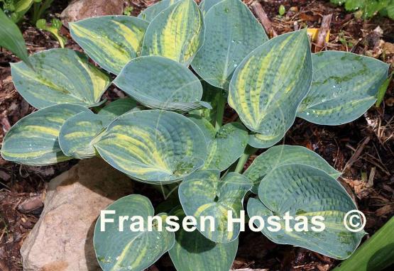 Hosta Ice Age Trail